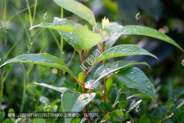樟樹苗