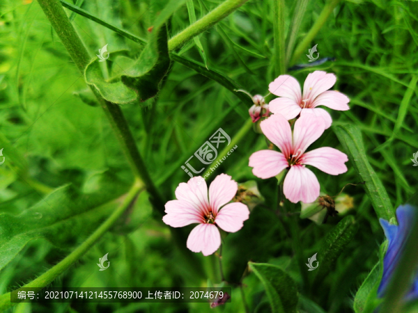 野花
