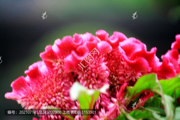 雞冠花