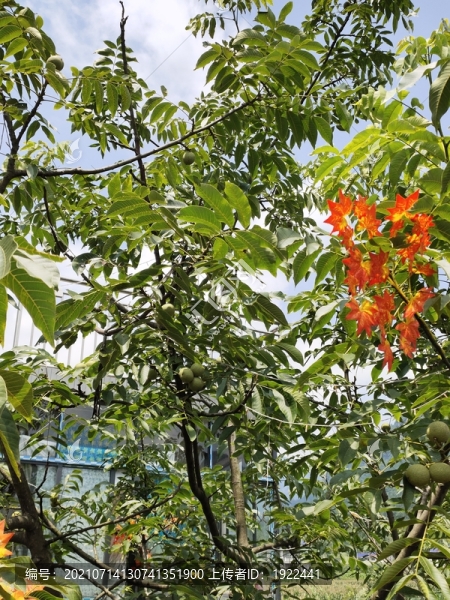核桃果實