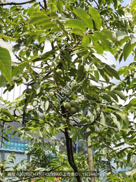 核桃樹與核桃果實(shí)
