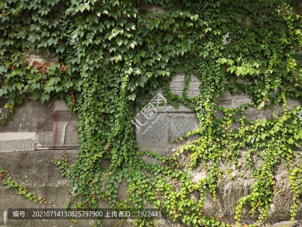 綠植墻