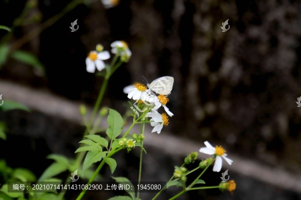 鬼針草蝴蝶