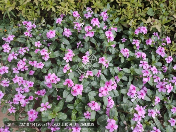 長春花
