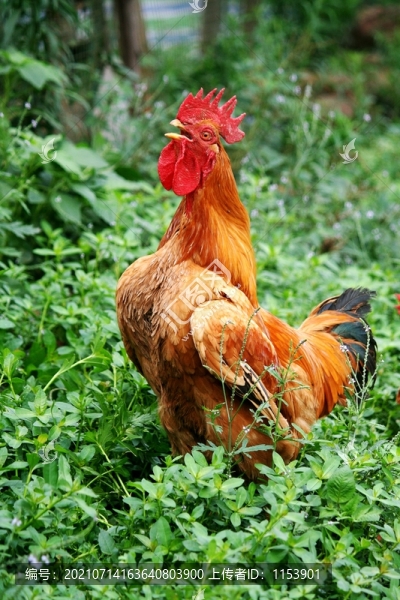 叫鳴的公雞