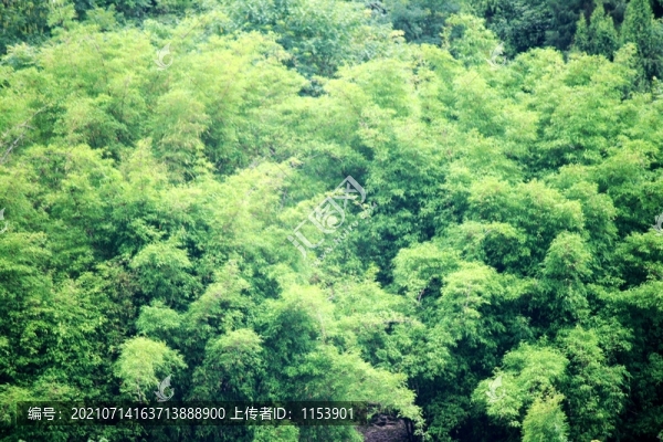 翠竹