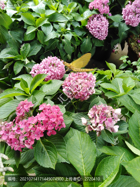 繡球花