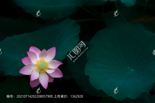 愛(ài)蓮說(shuō)