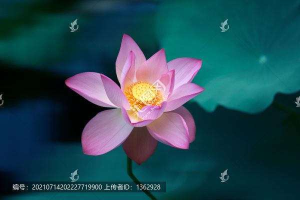愛蓮說