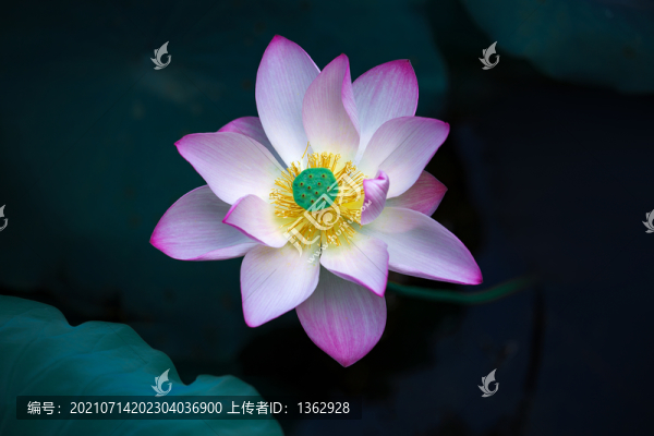愛蓮說(shuō)