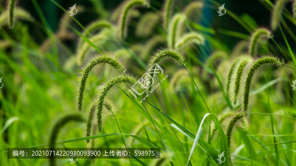 狗尾巴草