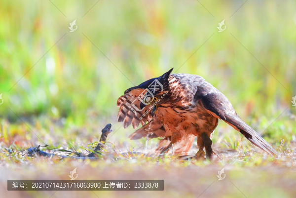 老鷹