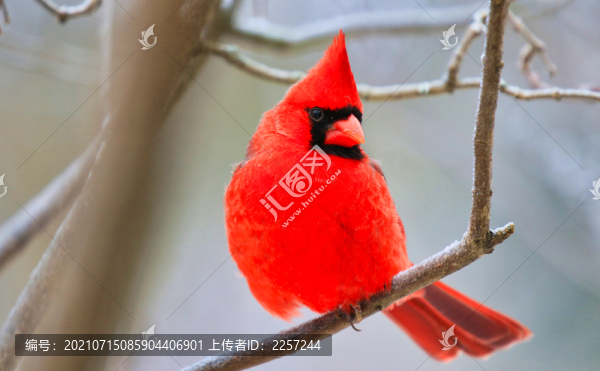 北美主紅雀