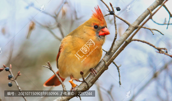 北美主紅雀