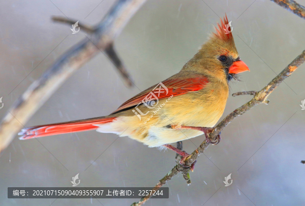 北美主紅雀