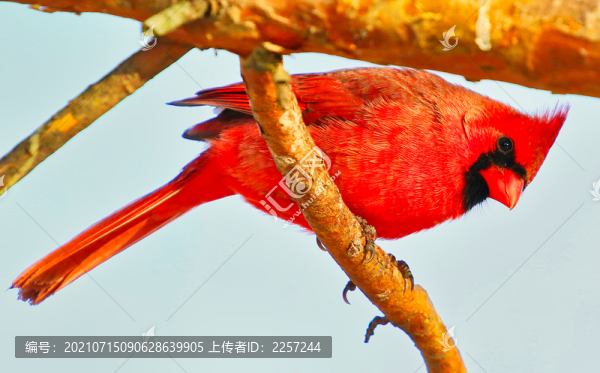 北美主紅雀
