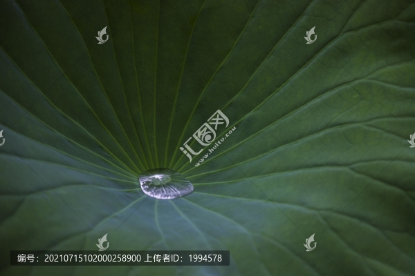 荷葉