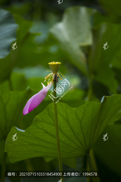 荷花