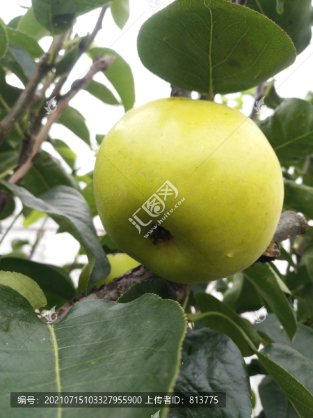 大鮮果梨