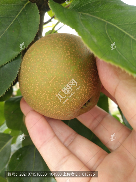 梨園果園