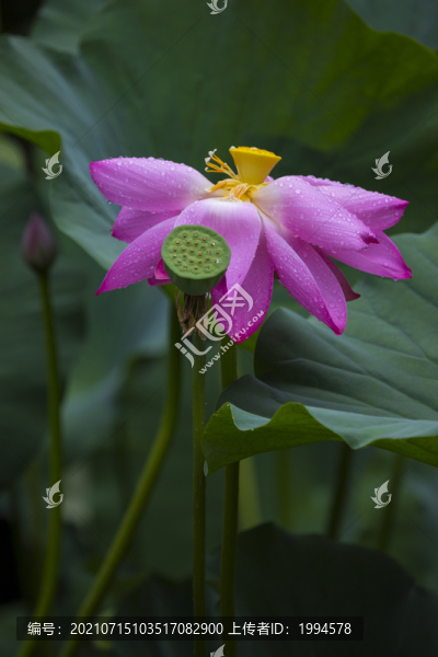 荷花