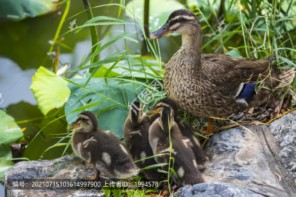 野鴨-匯圖網(wǎng) www.fosd68.com 野鴨