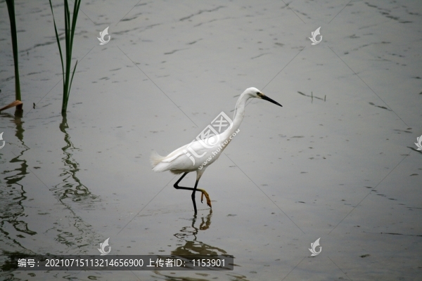 白鷺