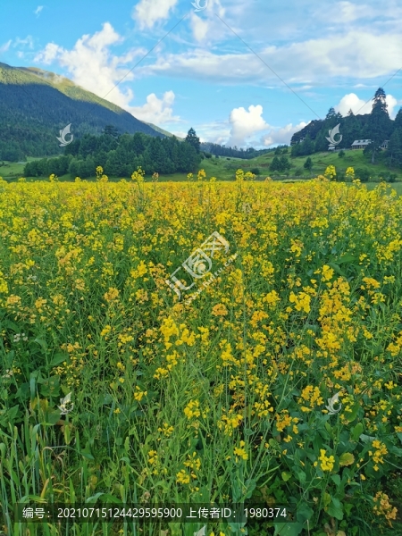魯朗高原牧場