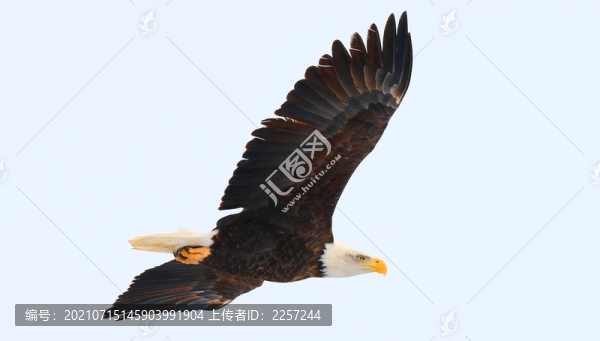 海雕