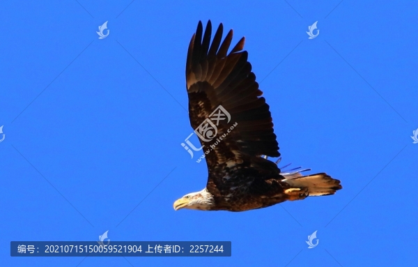 海雕