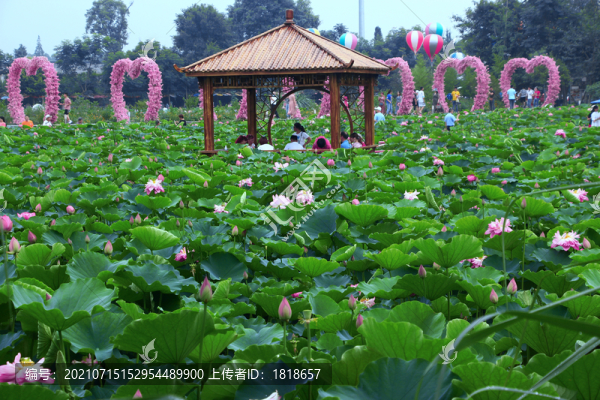 荷花