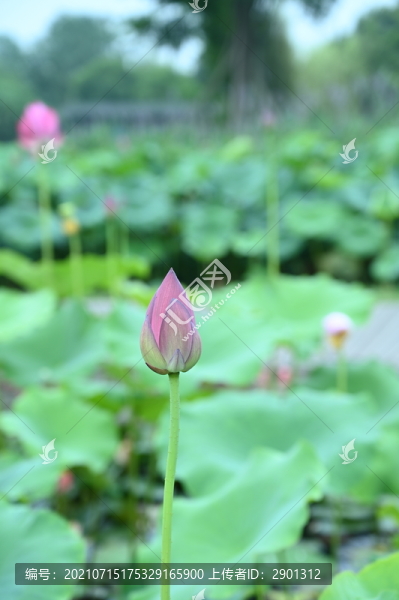 荷花荷葉