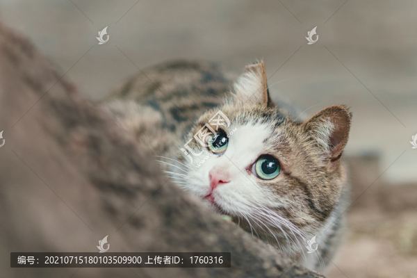 貓
