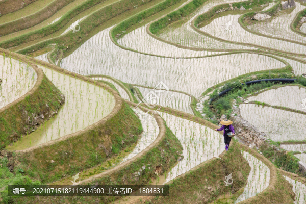 龍脊梯田