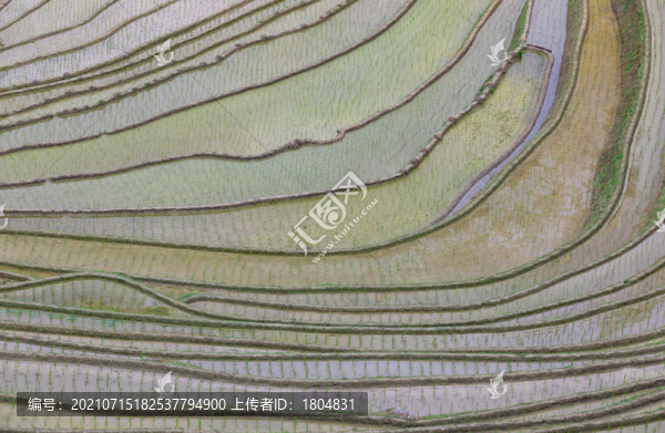 龍脊梯田