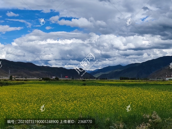 油菜花海