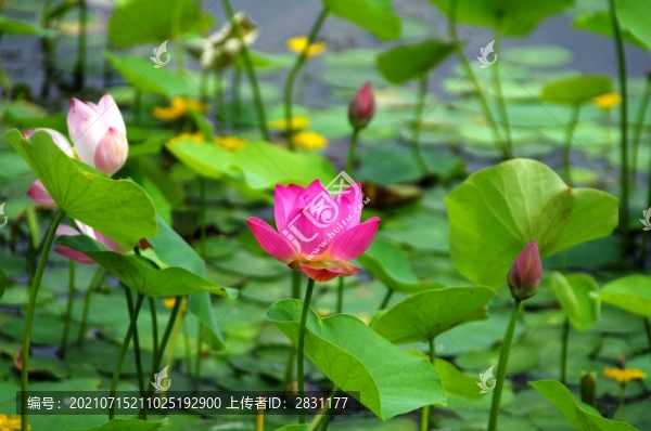 北京東一時區(qū)公園荷花