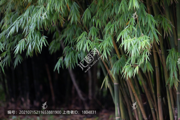 綠竹