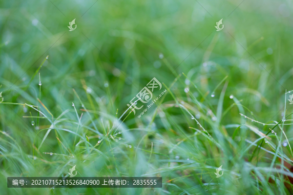 雨后掛水珠的小草和小花