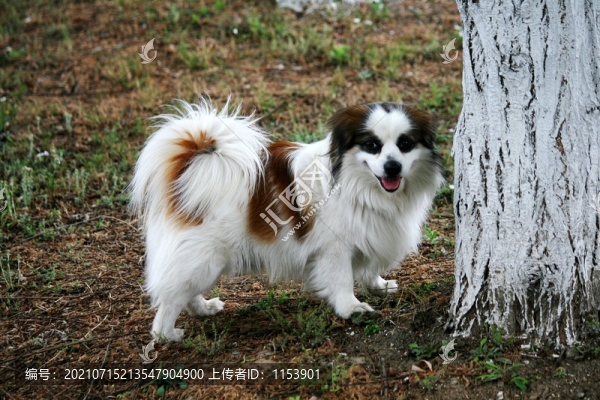 蝴蝶犬