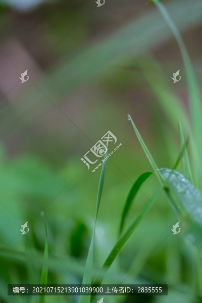 雨后掛水珠的小草和小花