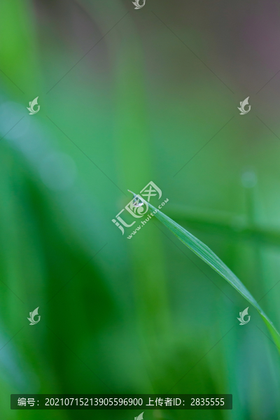 雨后掛水珠的小草和小花