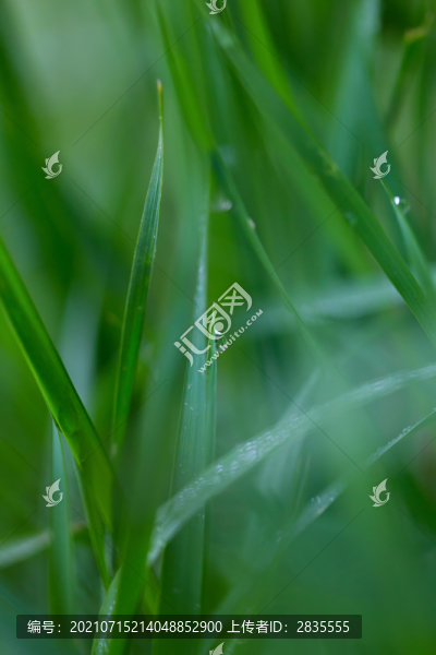 雨后掛水珠的小草和小花