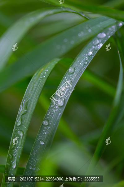 雨后掛水珠的小草和小花