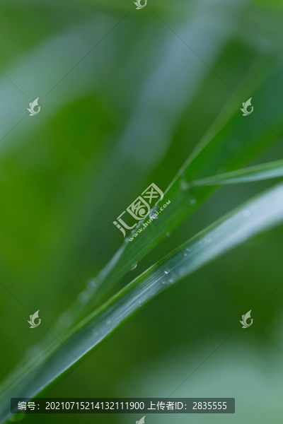 雨后掛水珠的小草和小花