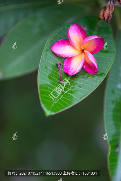 雞蛋花