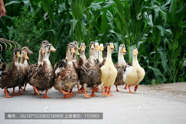 放養(yǎng)土鴨