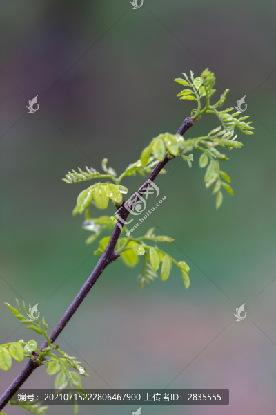 雨后的綠葉