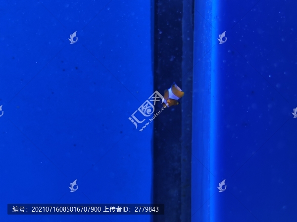 ?？~白色條紋樂隊熱帶魚小丑魚