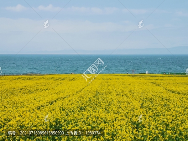 青海湖油菜花